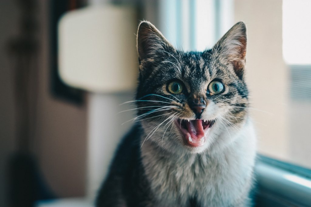 Comportamento: 5 Problemas mais comuns em gatos
