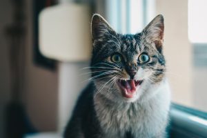 Socialização de gatos tímidos e medrosos