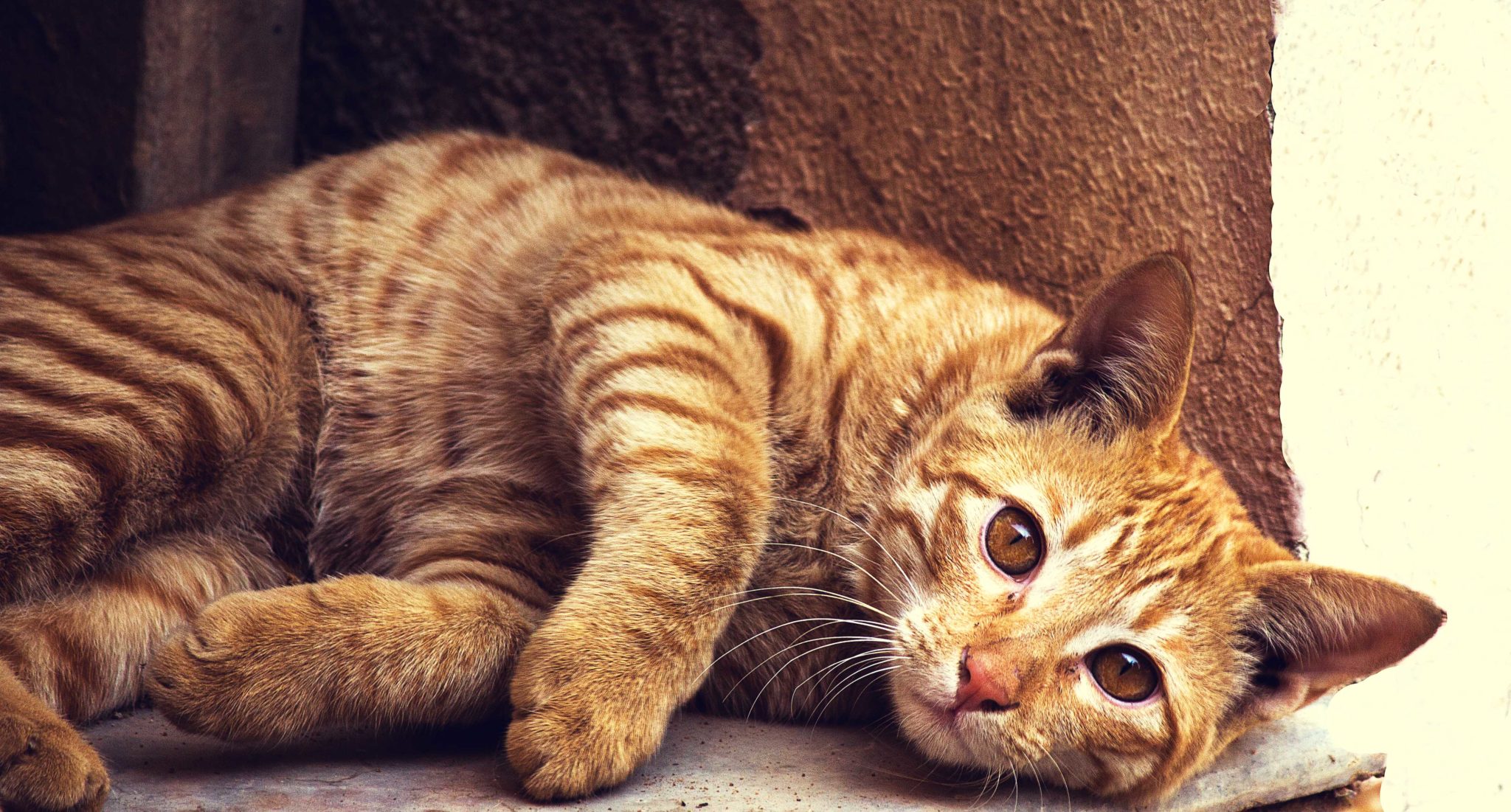 Comportamento: 5 Problemas mais comuns em gatos