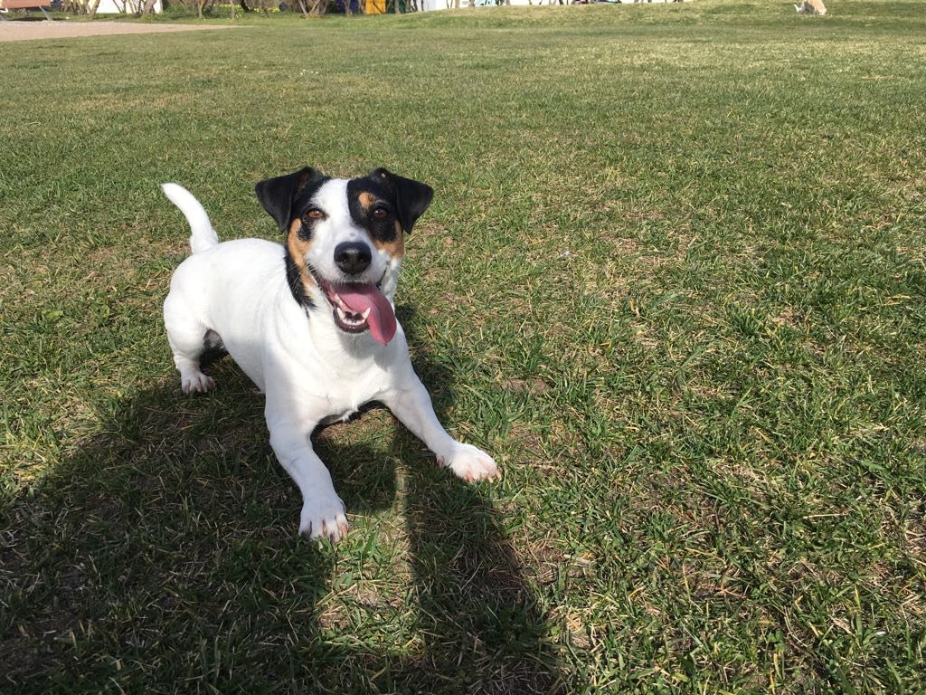 Jack Russell Terrier – Tudo sobre a raça