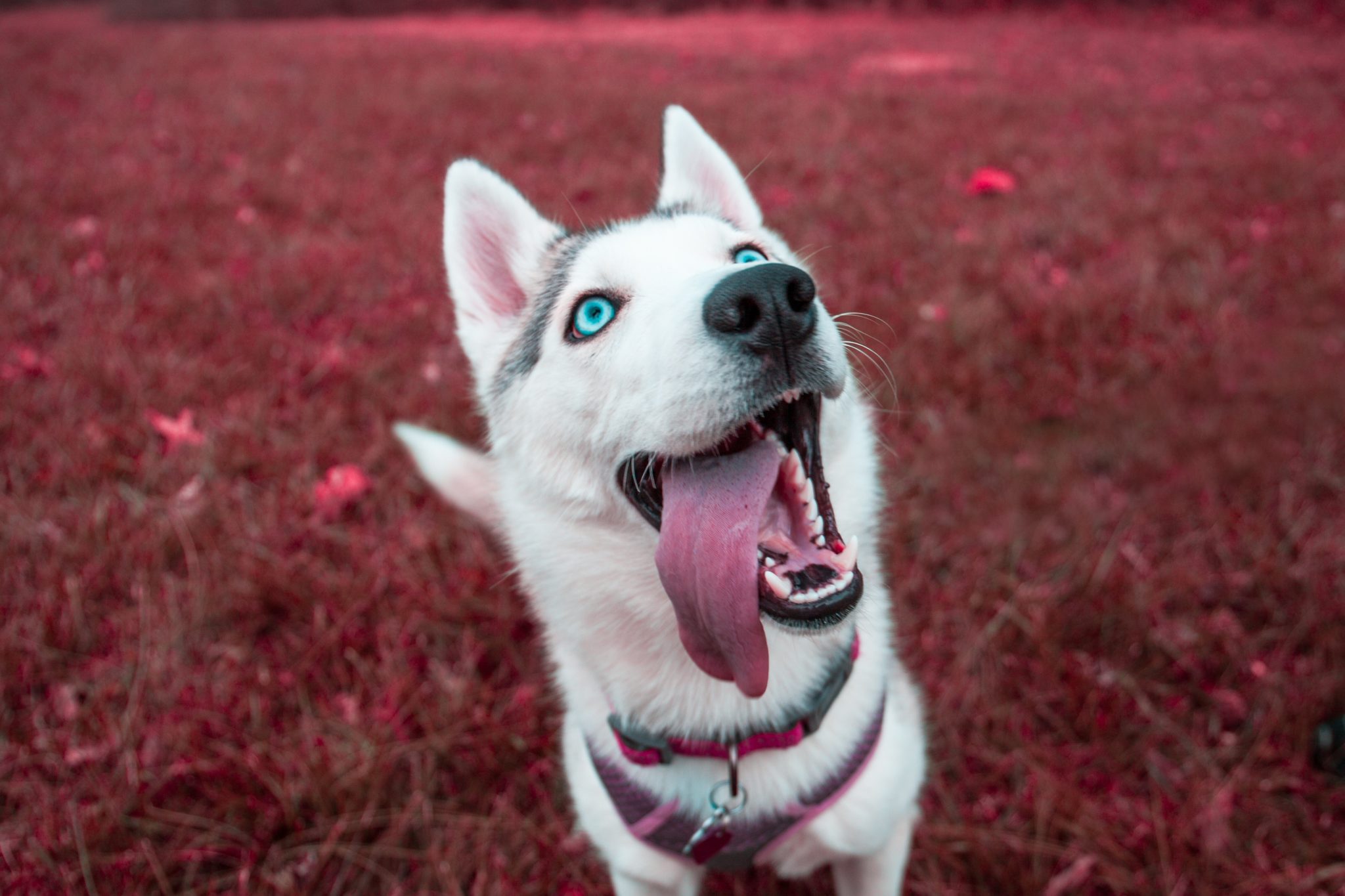 Linguagem canina - conhece os sinais do seu cão?