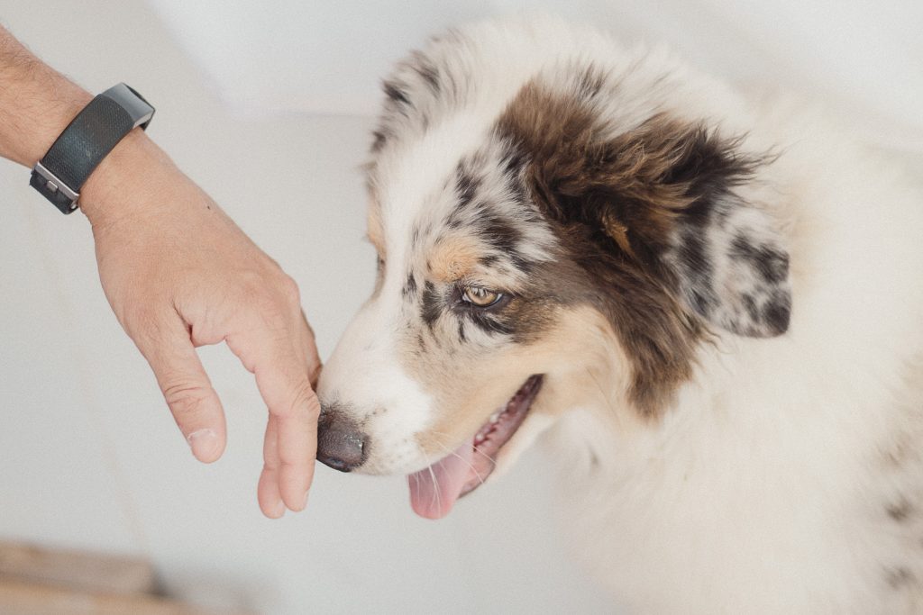 Linguagem canina – conhece os sinais do seu cão?