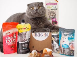 caixa surpresa: conhece a box de mimos para cães e gatos
