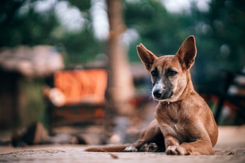 Leishmaniose canina: saiba tudo sobre esta doença