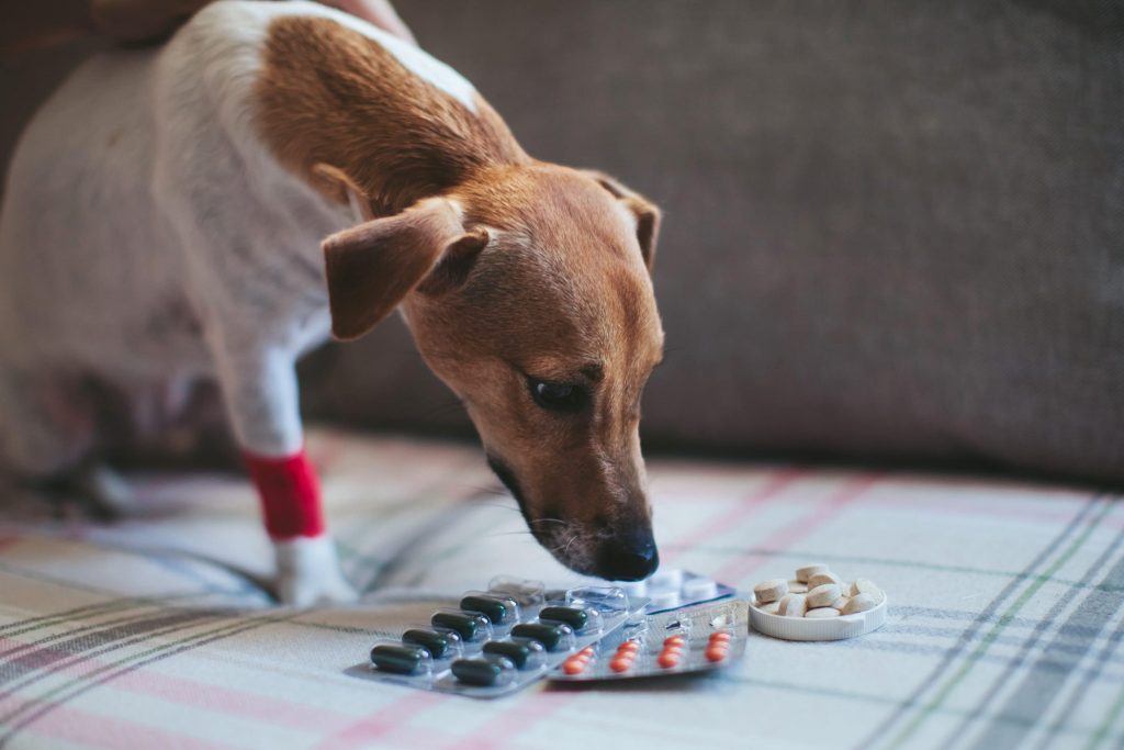 Medicamentos humanos perigosos para cães