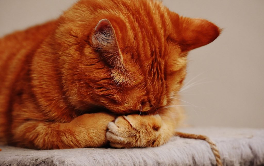 Stress em gatos: fique atento a estes 10 sinais