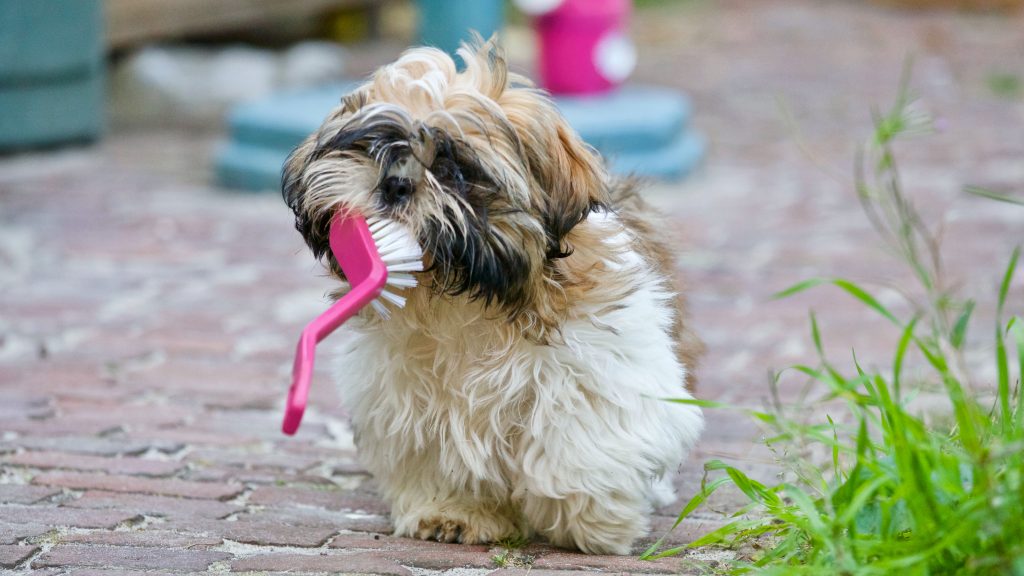 Doença Periodontal em cães: o que é?