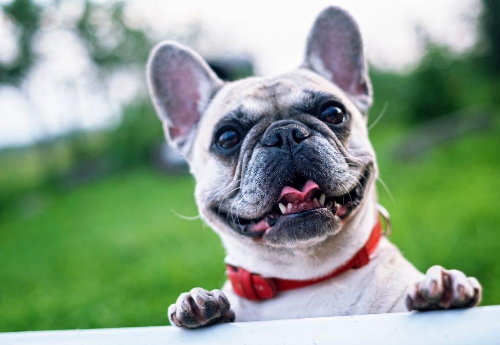 Doença Periodontal em cães: o que é?