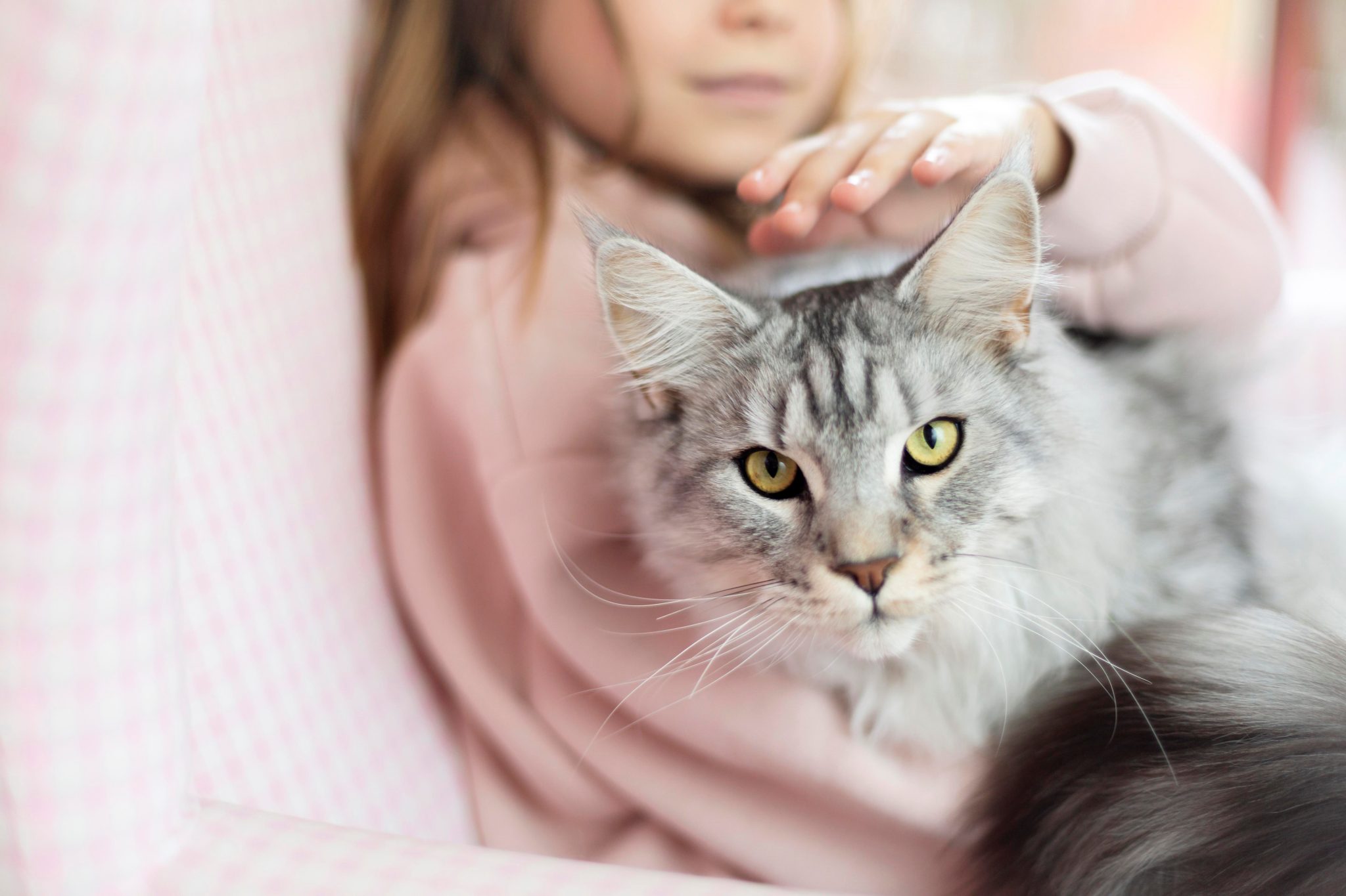 Casa com crianças: 5 dicas para adotar um gato