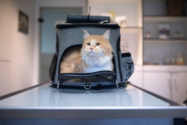 gato na transportadora no veterinário