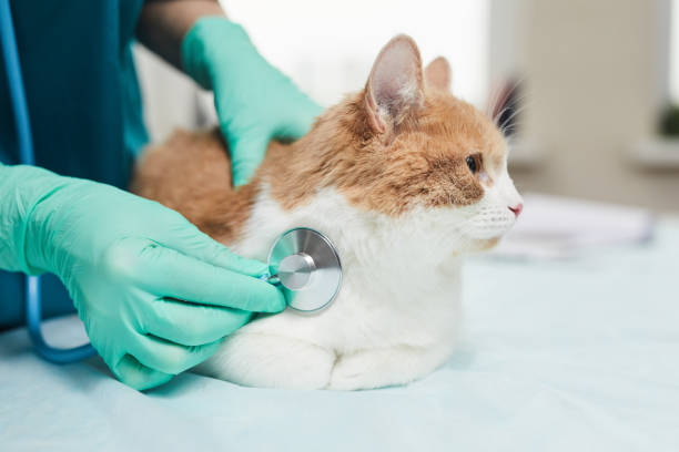 exame médico no gato