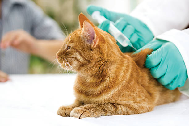 vacinação em gato