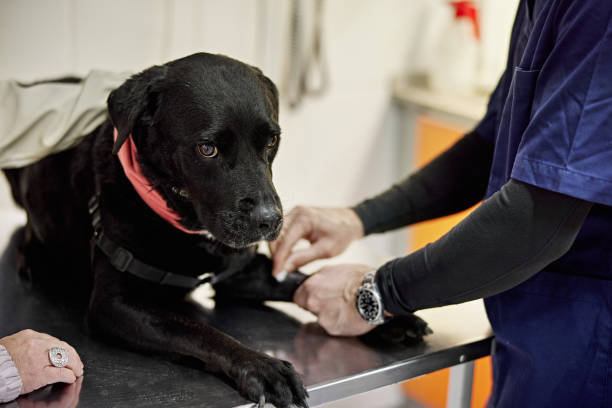 artrose canina veterinário