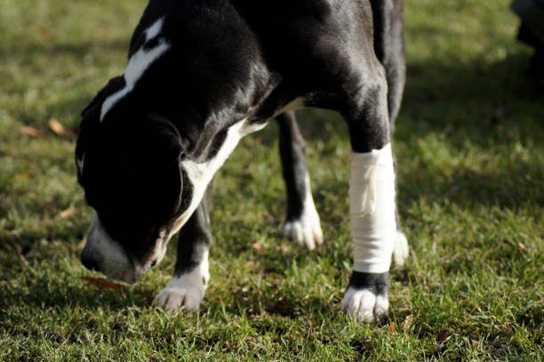 artrose canina em cão preto