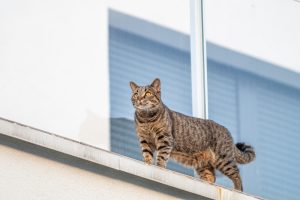 Síndrome do Gato Paraquedista: o que é, como agir e evitar