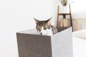 Gato novo em casa: 10 dicas para uma boa adaptação
