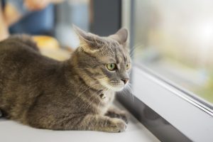 Síndrome do Gato Paraquedista: o que é, como agir e evitar