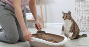 Como limpar a areia do gato? Tipos de limpeza e areias