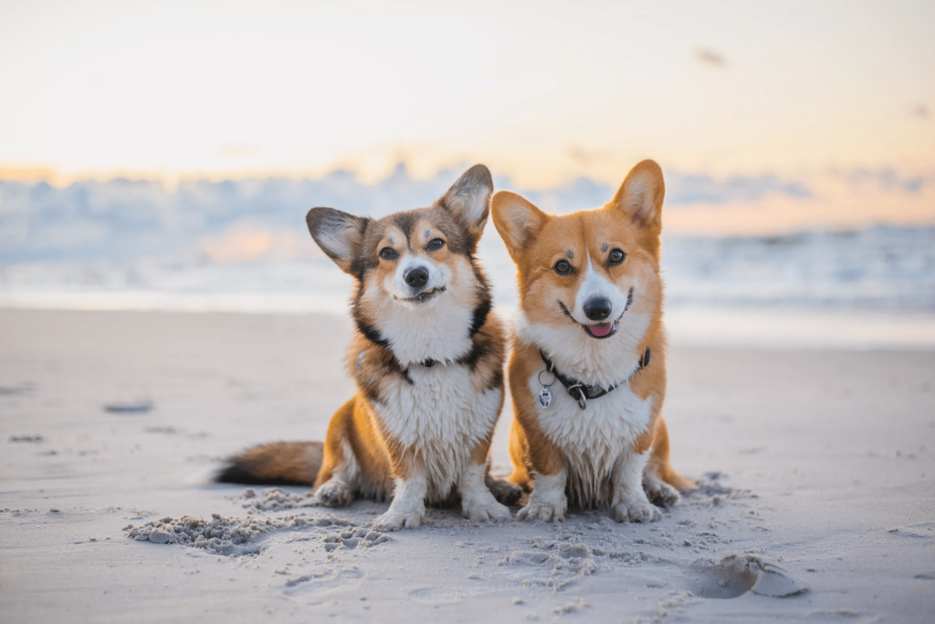 Pastor inglês raça welsh corgi pembroke tricolor caminha pela