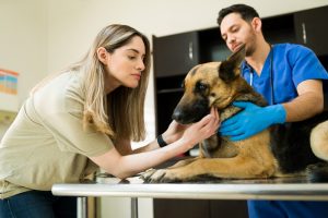 Urolitíase em cães e gatos: sintomas, causas e prevenção