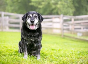 Cães idosos: cuidados a ter com o seu patudo mais velho