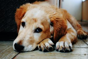 Angioedema em cães: causas, sintomas e tratamento