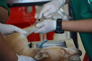 Angioedema em cães: causas, sintomas e tratamento