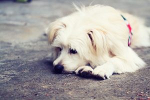 Diarreia canina: causas, tratamento e prevenção