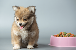 Cão bebé junto de tigela de comida