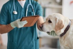 incontinência urinária em cães